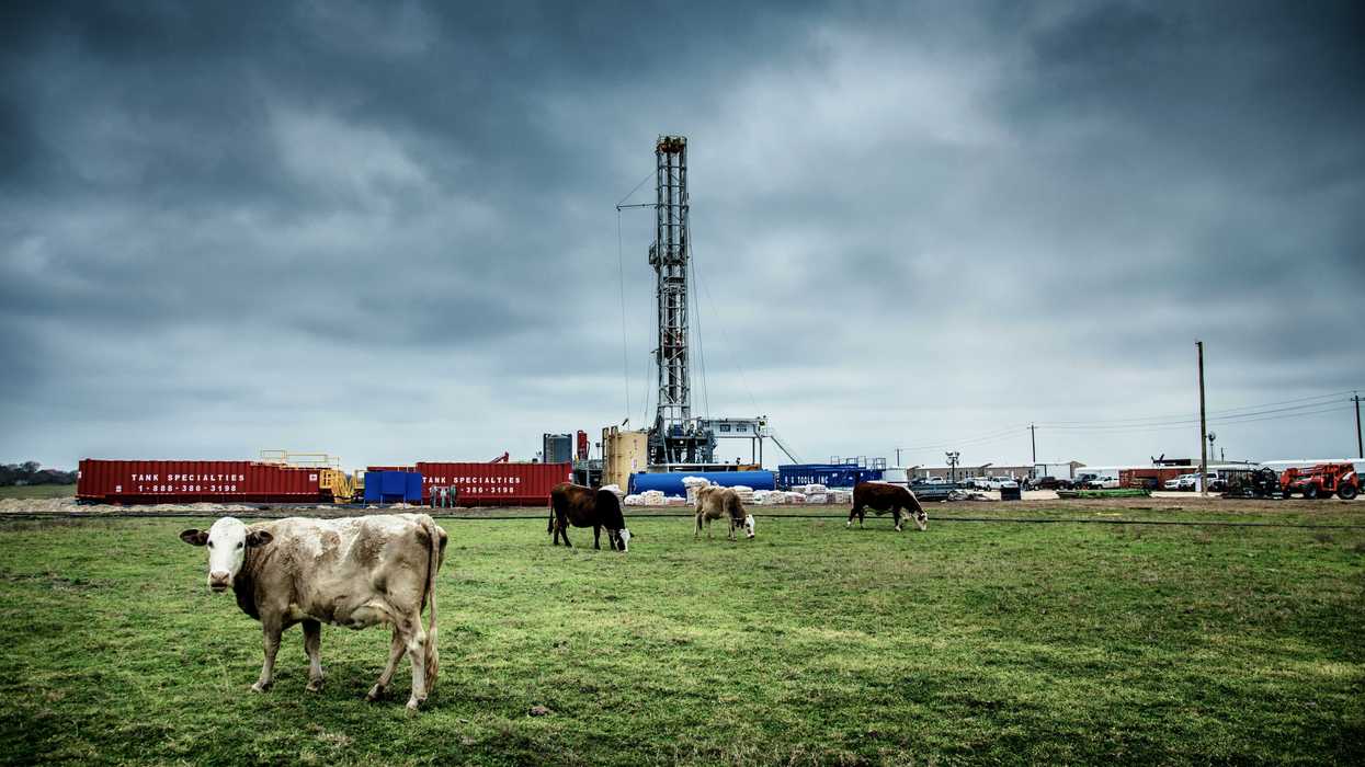 white cattle on green grass at daytime with fracking well in background.