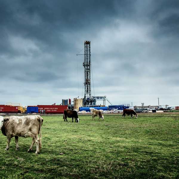white cattle on green grass at daytime with fracking well in background.