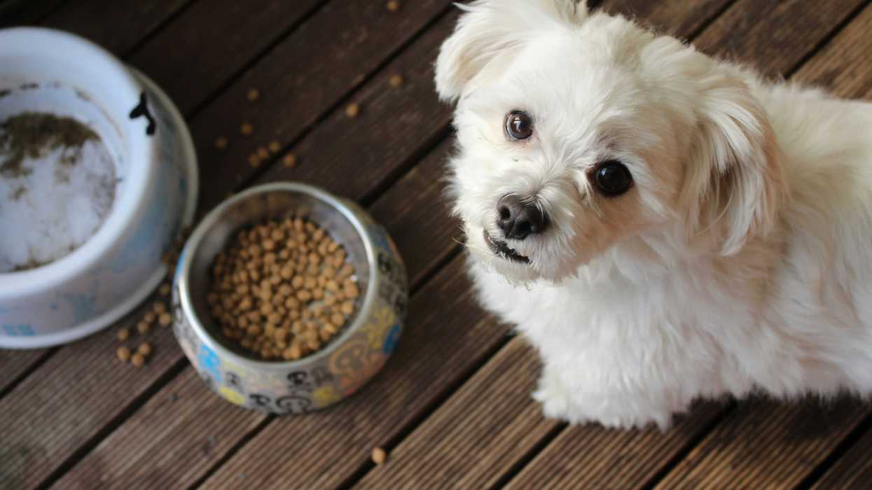 white long coat small dog on brown wooden floor next to bowl of dog food.