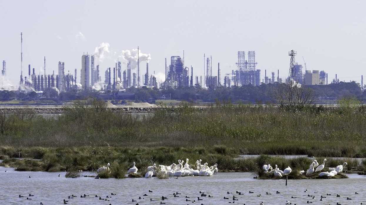 White pelicans, ducks, marsh with refineries and petrochemical plants in background. shot at San Jacinto Monument Park near Houston, Texas.