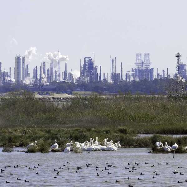 White pelicans, ducks, marsh with refineries and petrochemical plants in background. shot at San Jacinto Monument Park near Houston, Texas.