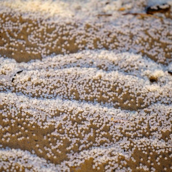white plastic pellets (nurdles) washed up on sand