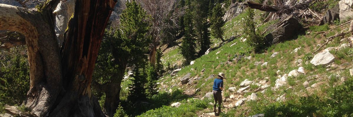 Whitebark pine Gallatin Forest Montana