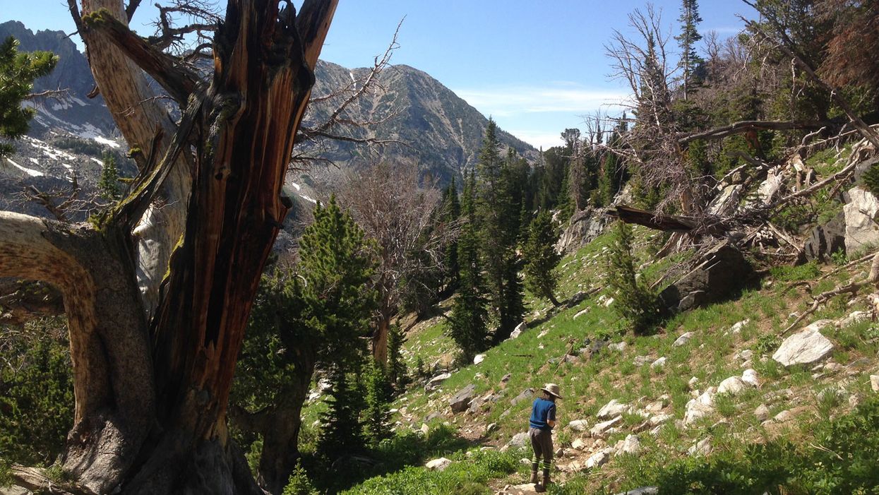 Whitebark pine Gallatin Forest Montana