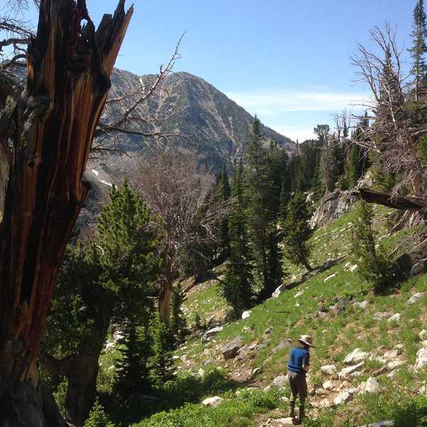 Whitebark pine Gallatin Forest Montana
