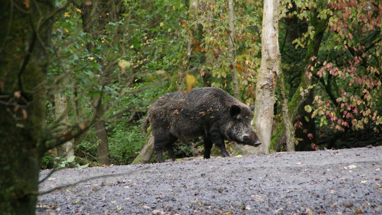 Wild pig walking in a forest.
