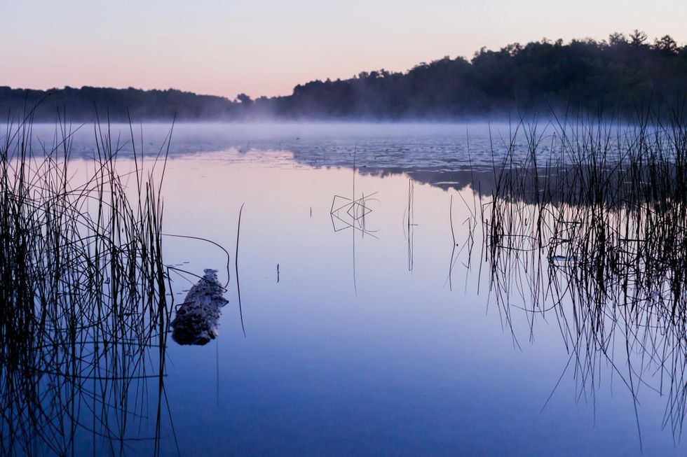wild rice waters Minnesota