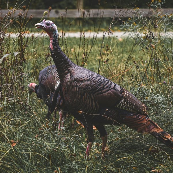 wild turkeys