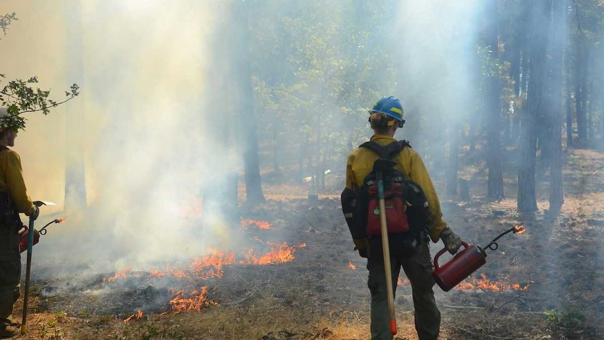 photo of Tribes revive fire practices to protect forests from modern wildfires image