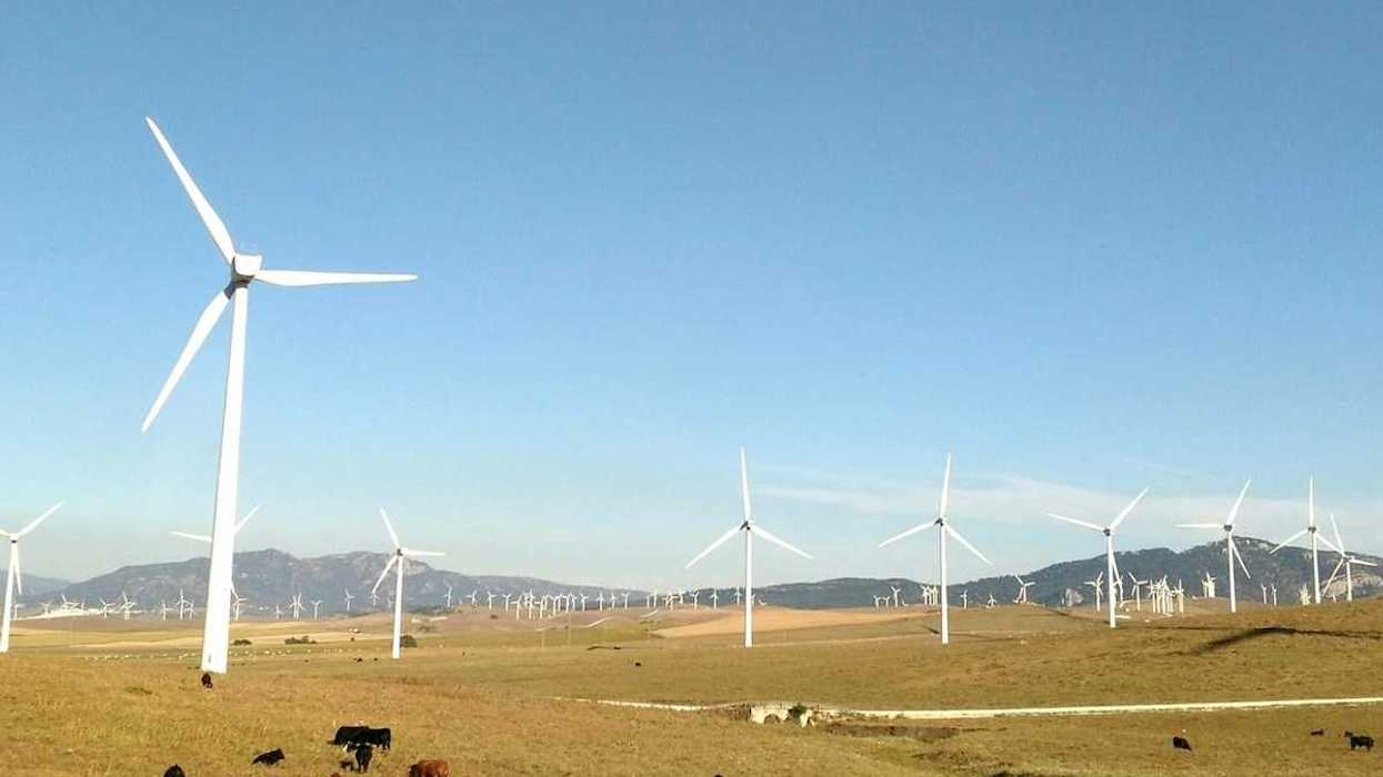 Wind farm on what appears to be high plains with cattle grazing and resting beneath turbines.