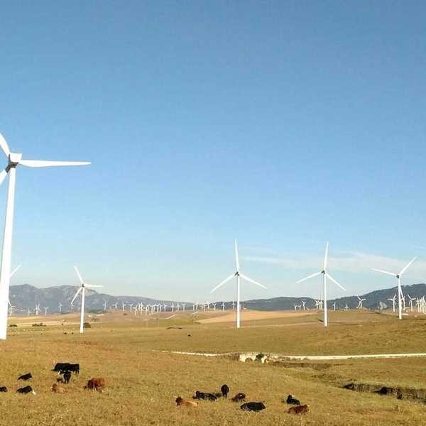 Wind farm on what appears to be high plains with cattle grazing and resting beneath turbines.