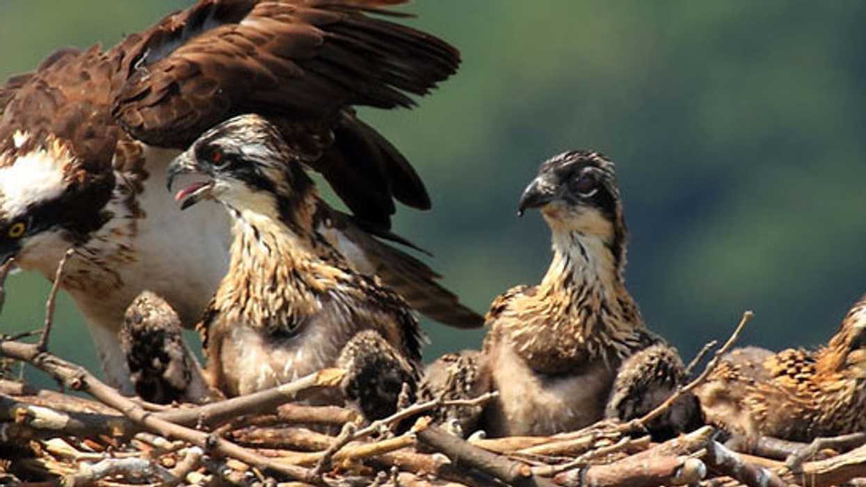 Winged Warnings: Osprey whisperers