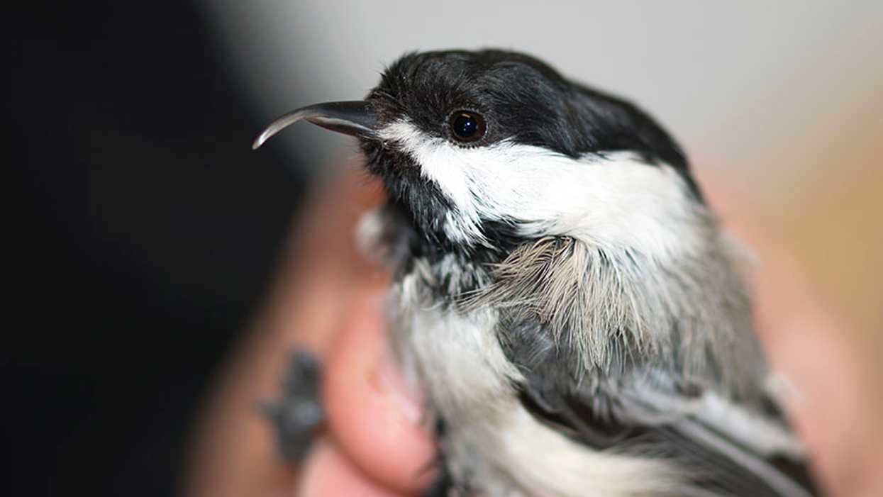 Winged Warnings: Twisted beaks