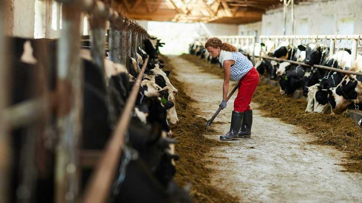 Woman in blue/white checked shirt and red pants feeding cows in a barn