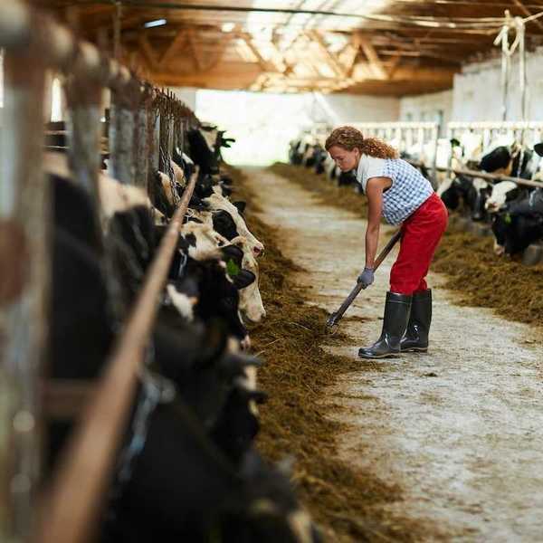 Woman in blue/white checked shirt and red pants feeding cows in a barn