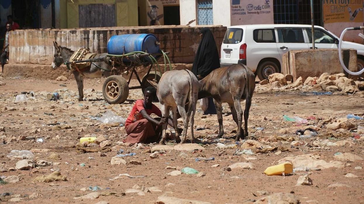 Woman tending livestock in trash filled slum