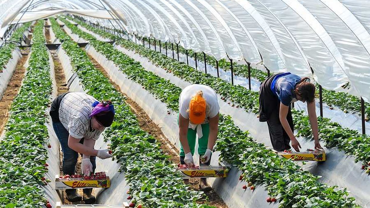 women picking strawberries