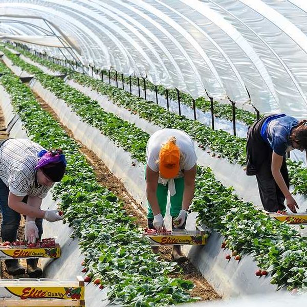 women picking strawberries