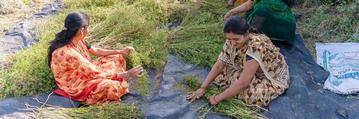 Women sort crops on a plastic tarp