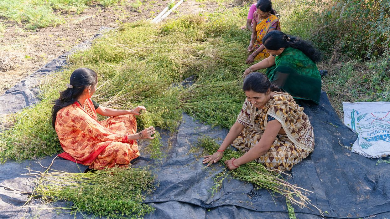 Women sort crops on a plastic tarp