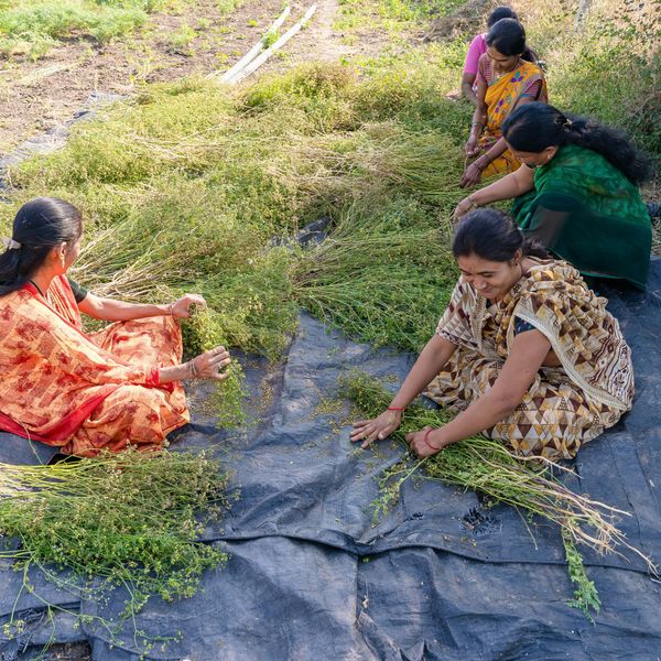 Women sort crops on a plastic tarp