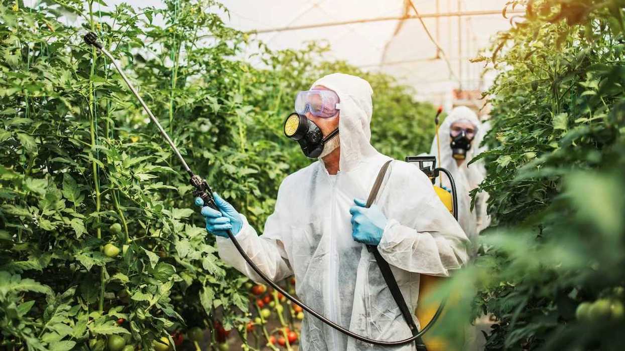 Workers in protective suits hand-spraying tomato plants in a greenhouse