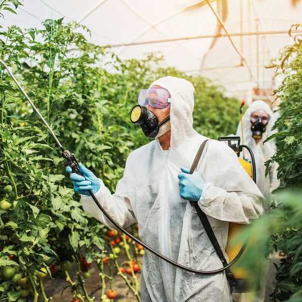 Workers in protective suits hand-spraying tomato plants in a greenhouse