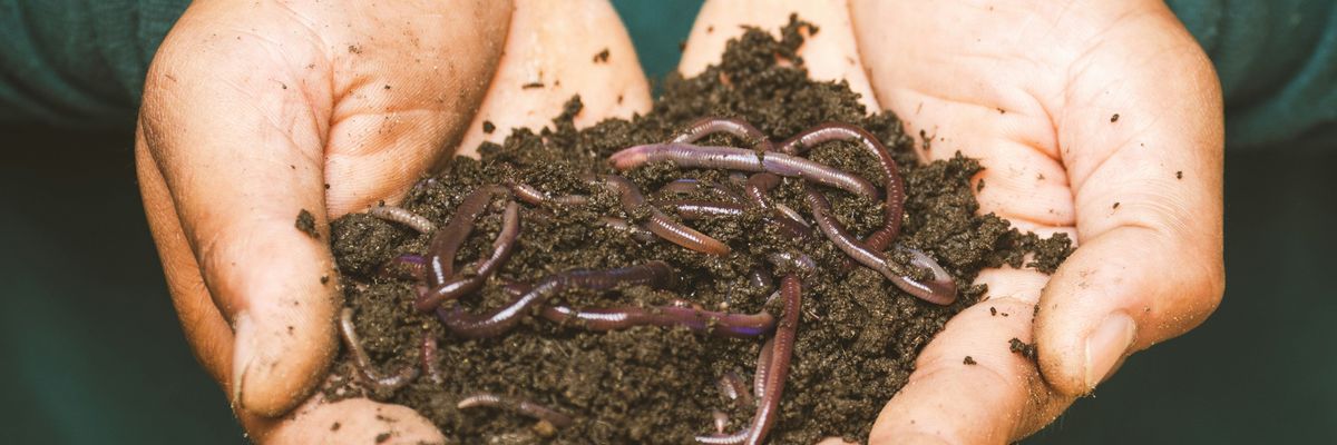 worms and dirt on persons hand