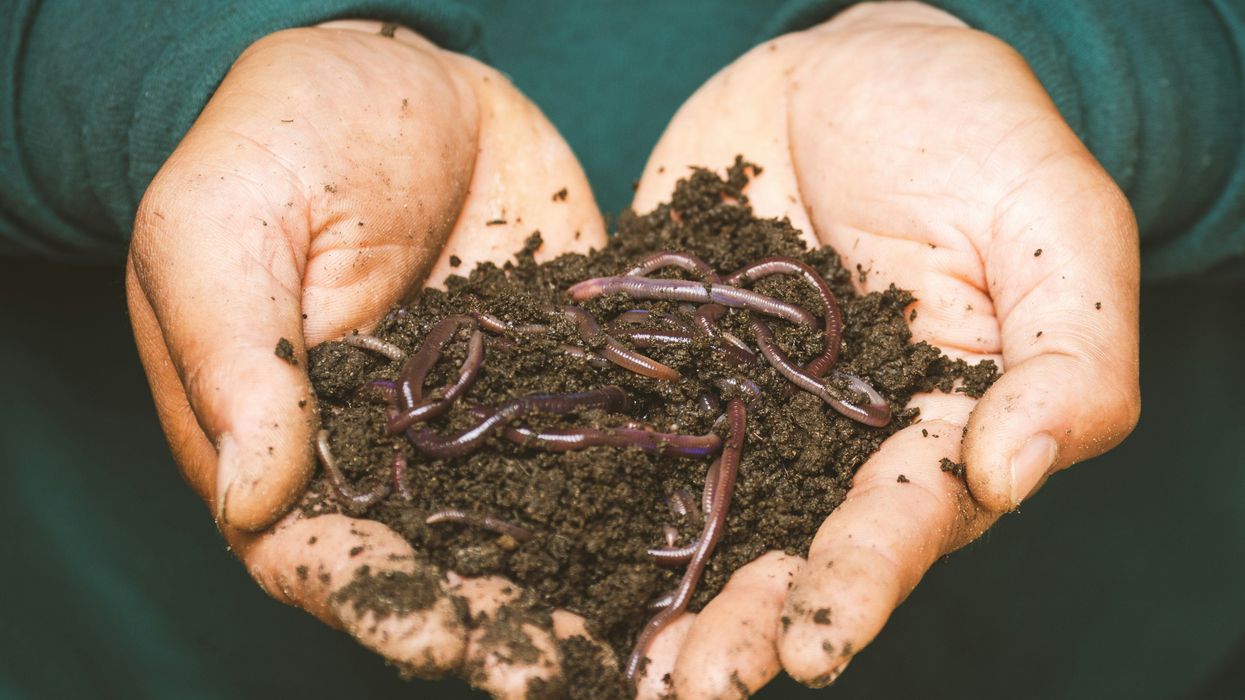 worms and dirt on persons hand