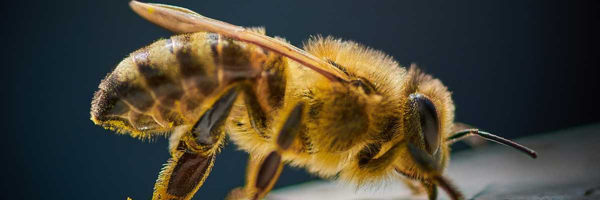 yellow and black bee on black surface.