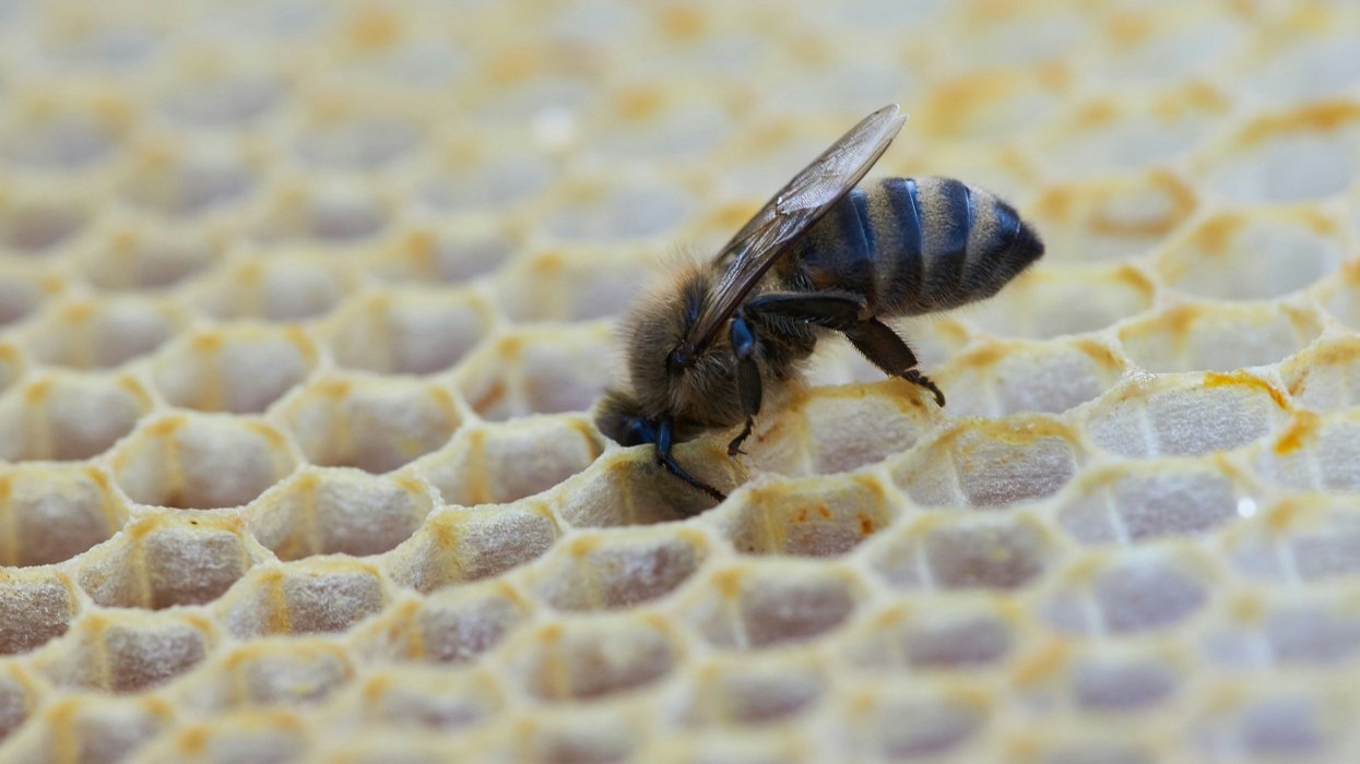 yellow and black bee on white and yellow honeycomb
