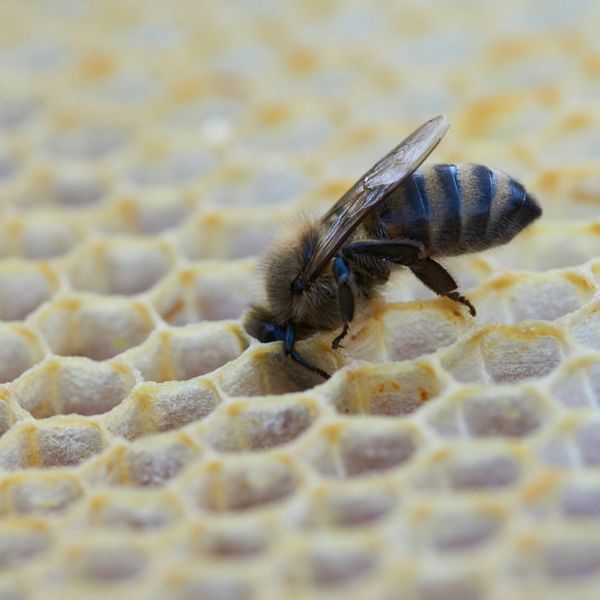 yellow and black bee on white and yellow honeycomb