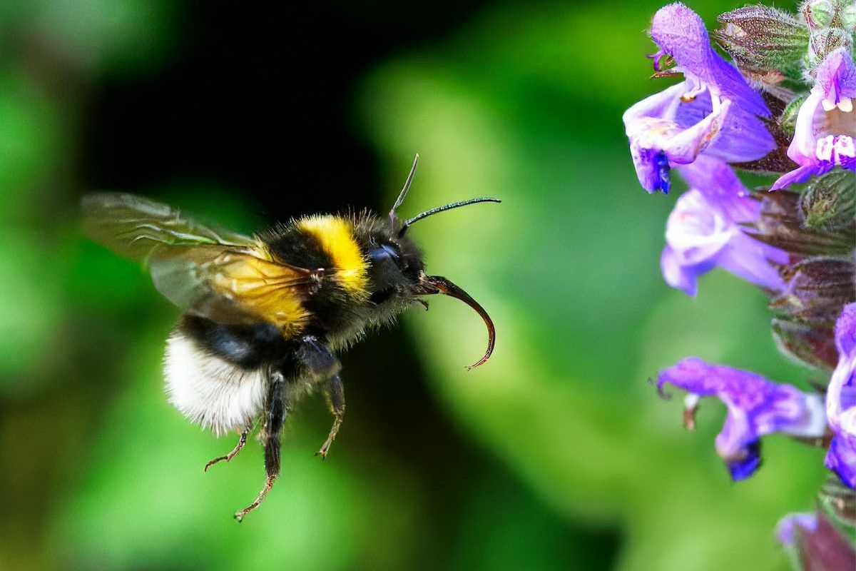 Bugging out: New Mexico insects face significant declines
