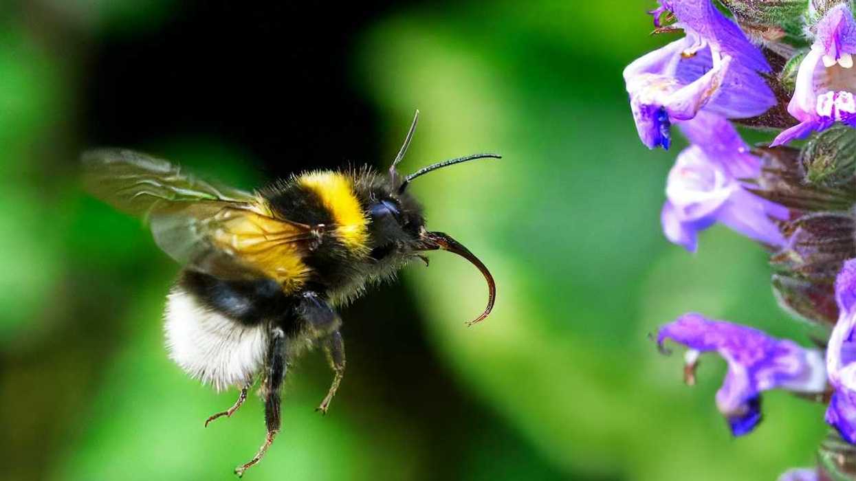 Yellow and black bumblebee working on a purple blossom