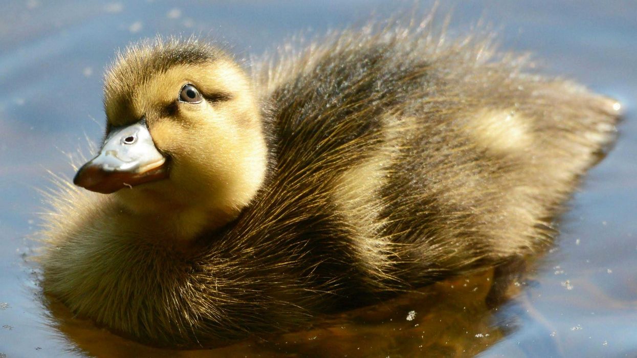 yellow and gray duckling on body of water.
