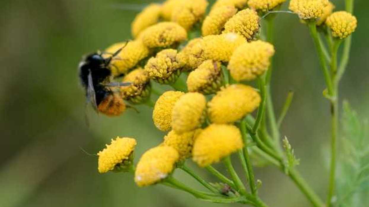 Yellow flowers with a bee on them