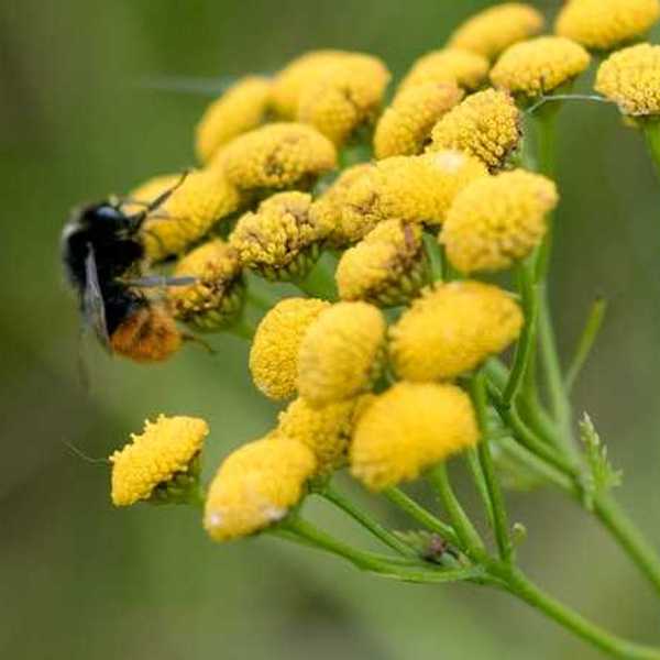 Yellow flowers with a bee on them