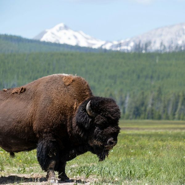 Yellowstone Park Bison green grass beneath snow-capped mountains