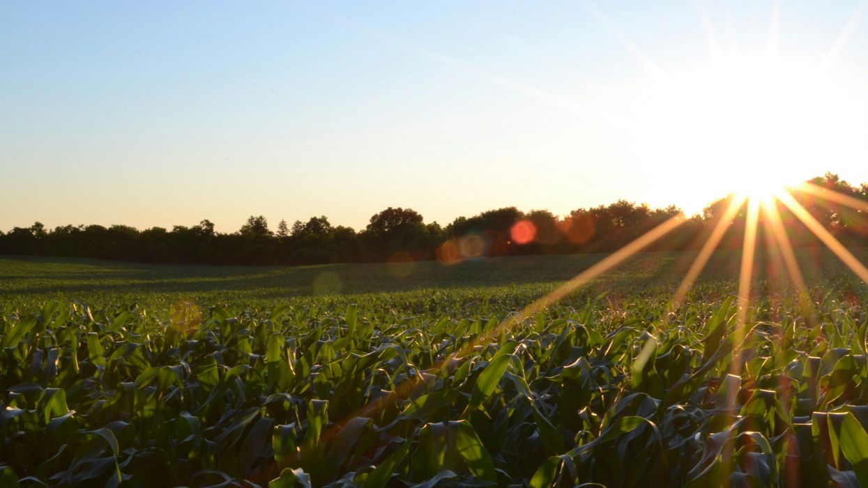 young corn field under clear sky with rays of sun.