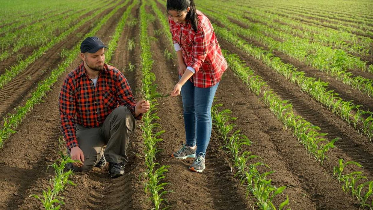 Young farmers in newly planted corn rows