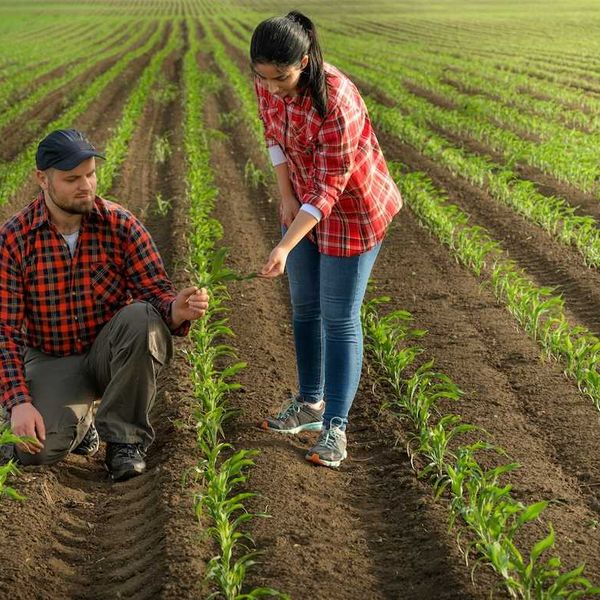 Young farmers in newly planted corn rows
