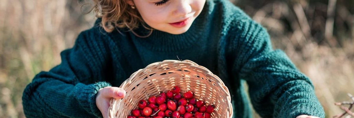 Young girl foraging and picking for rose hips.