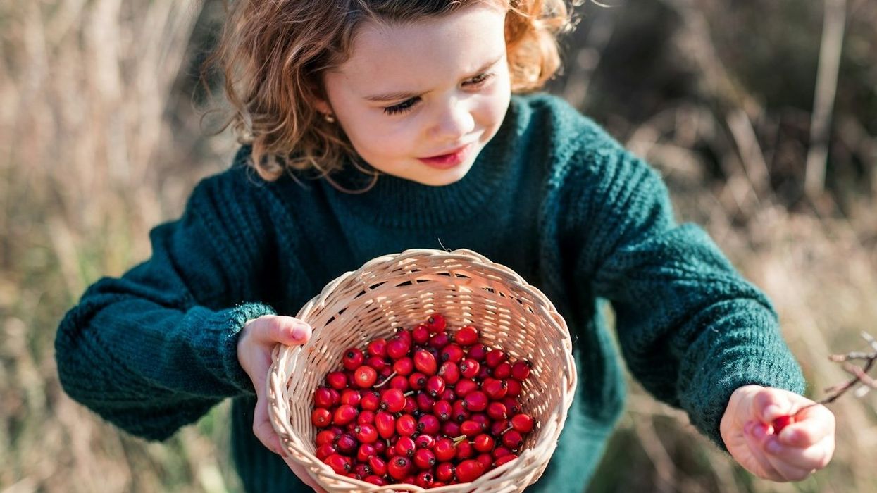 Young girl foraging and picking for rose hips.